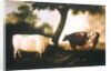Two Shorthorn Cattle, 1806 by Thomas Harrington Wilson