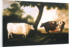 Two Shorthorn Cattle, 1806 by Thomas Harrington Wilson