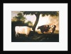 Two Shorthorn Cattle, 1806 by Thomas Harrington Wilson