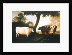 Two Shorthorn Cattle, 1806 by Thomas Harrington Wilson