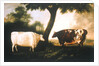 Two Shorthorn Cattle, 1806 by Thomas Harrington Wilson
