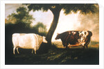 Two Shorthorn Cattle, 1806 by Thomas Harrington Wilson