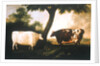 Two Shorthorn Cattle, 1806 by Thomas Harrington Wilson