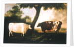 Two Shorthorn Cattle, 1806 by Thomas Harrington Wilson