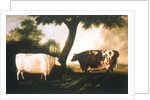 Two Shorthorn Cattle, 1806 by Thomas Harrington Wilson