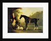 Officer of the Royal Horse Guards With His Charger and Dog, 1776 by John Best
