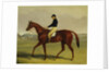 Preserve with Flatman Up at Newmarket, 1835 by John Frederick Herring Jnr