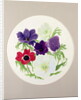 Anemones by Frances Buckland