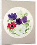 Anemones by Frances Buckland