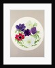Anemones by Frances Buckland