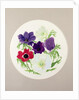 Anemones by Frances Buckland