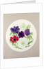Anemones by Frances Buckland