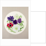 Anemones by Frances Buckland