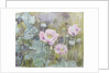 Pink poppies with bees by Rosalie Bullock