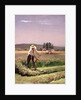 A peasant, mowing by Charles Emile Jacque