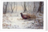 Pheasants in Snow by Carl Donner