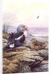 King Eider by Carl Donner