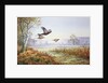 Pheasants in Flight by Carl Donner