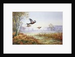 Pheasants in Flight by Carl Donner