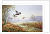 Pheasants in Flight by Carl Donner