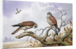 Pair of Kestrels by Carl Donner