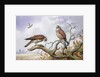 Pair of Kestrels by Carl Donner