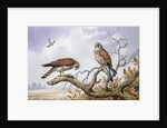 Pair of Kestrels by Carl Donner