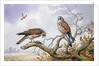 Pair of Kestrels by Carl Donner