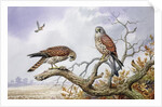 Pair of Kestrels by Carl Donner