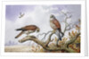 Pair of Kestrels by Carl Donner
