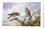 Pair of Kestrels by Carl Donner