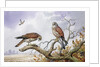 Pair of Kestrels by Carl Donner