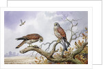 Pair of Kestrels by Carl Donner