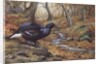 Black Cock Grouse by a stream by Carl Donner