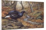 Black Cock Grouse by a stream by Carl Donner