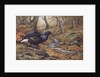 Black Cock Grouse by a stream by Carl Donner