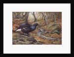 Black Cock Grouse by a stream by Carl Donner
