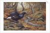 Black Cock Grouse by a stream by Carl Donner