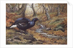 Black Cock Grouse by a stream by Carl Donner