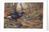 Black Cock Grouse by a stream by Carl Donner