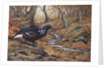 Black Cock Grouse by a stream by Carl Donner