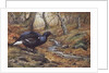 Black Cock Grouse by a stream by Carl Donner