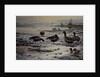 White Fronted Geese by Carl Donner