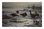 White Fronted Geese by Carl Donner