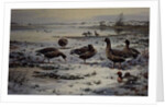 White Fronted Geese by Carl Donner