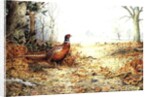 Cock Pheasant by Carl Donner
