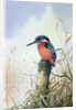 Kingfisher by Carl Donner