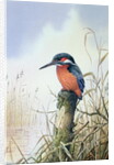 Kingfisher by Carl Donner