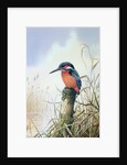 Kingfisher by Carl Donner