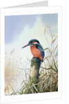 Kingfisher by Carl Donner